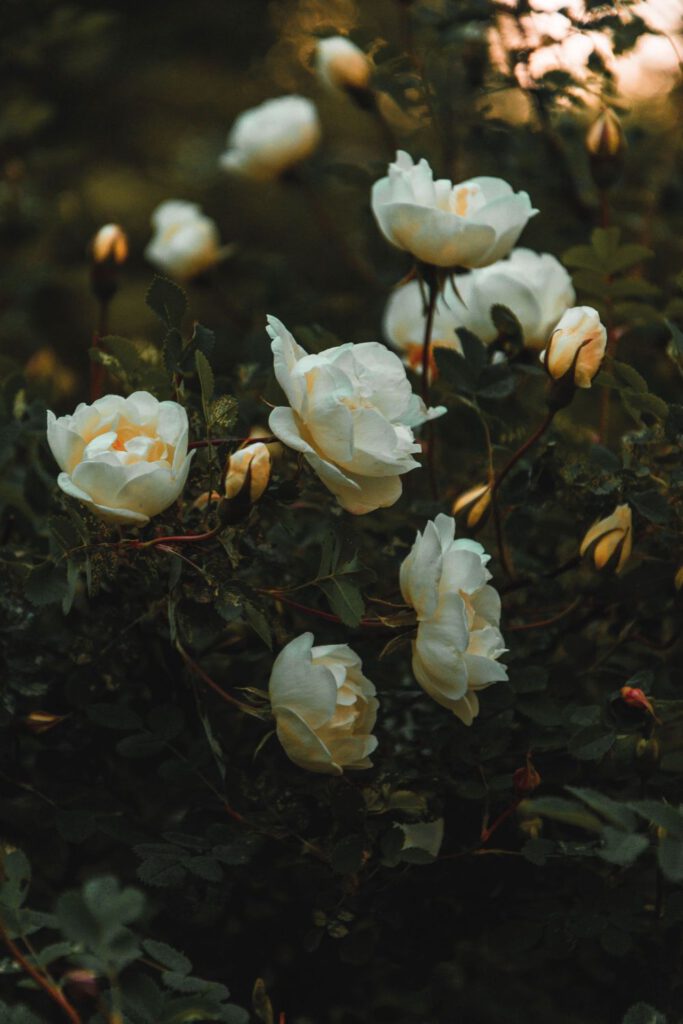 Grüne Rosen setzen außergewöhnliche Akzente im Garten - Ingrid Altman